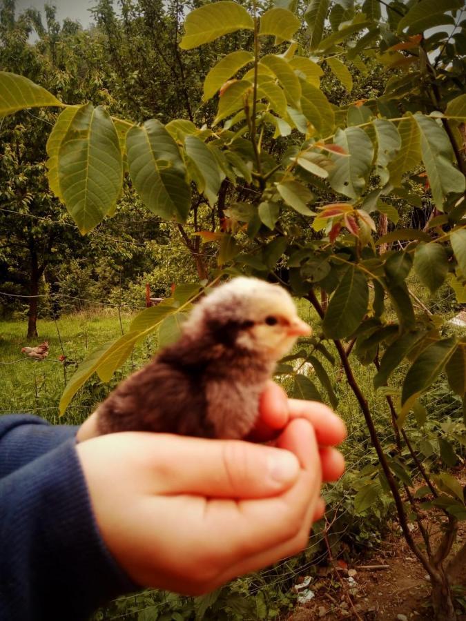 Agroturystyka U Babci Czchow Bagian luar foto
