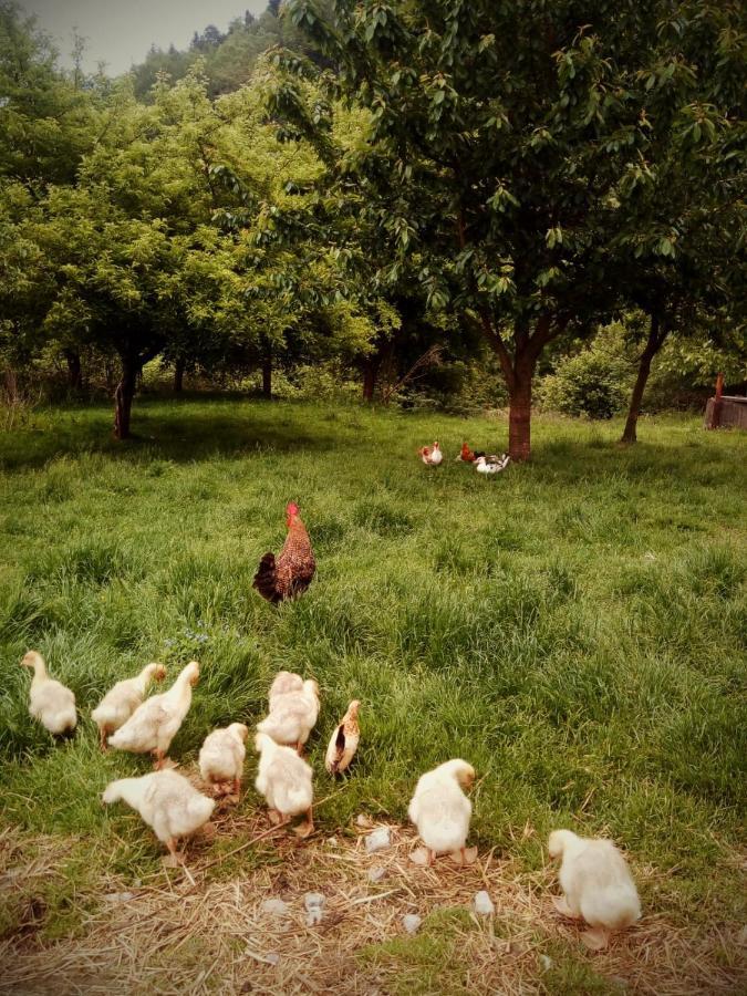 Agroturystyka U Babci Czchow Bagian luar foto