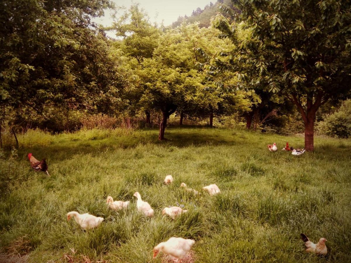 Agroturystyka U Babci Czchow Bagian luar foto