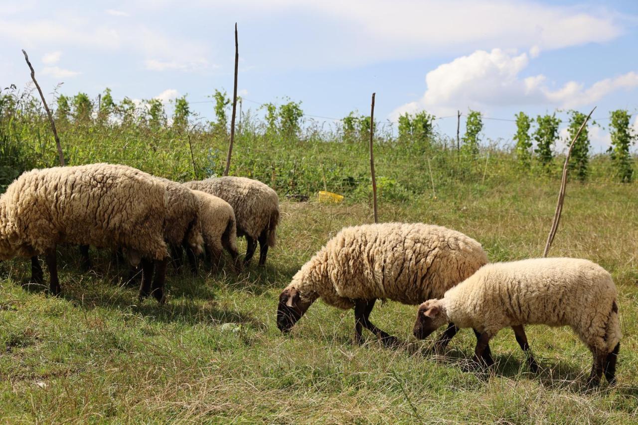 Agroturystyka U Babci Czchow Bagian luar foto