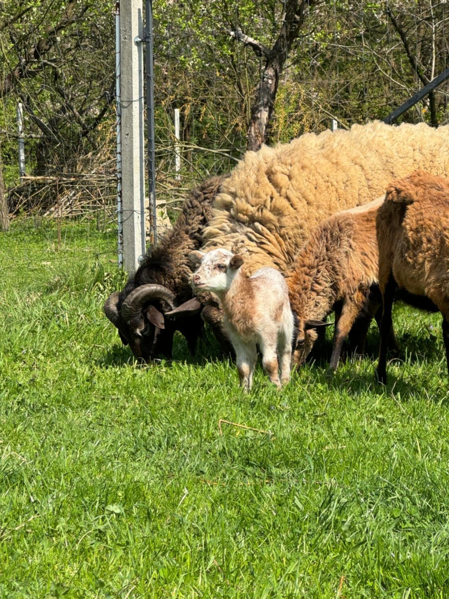 Agroturystyka U Babci Czchow Bagian luar foto